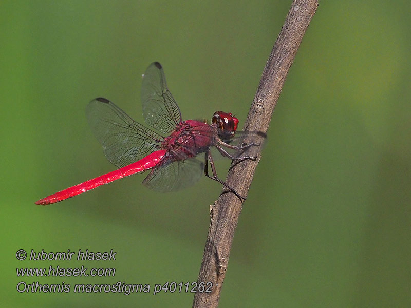 Orthemis macrostigma