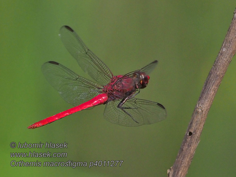 Orthemis macrostigma