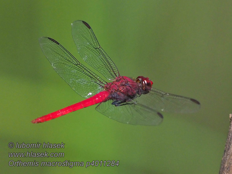 Orthemis macrostigma