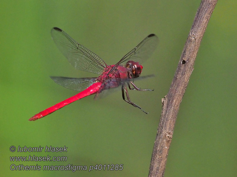 Orthemis macrostigma