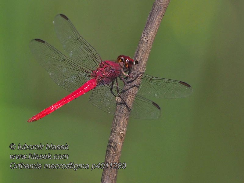 Orthemis macrostigma