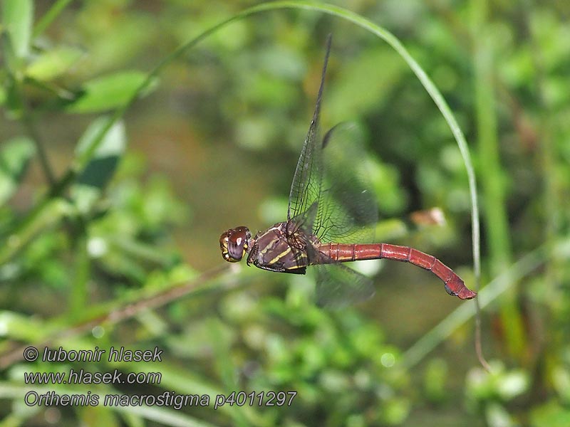 Orthemis macrostigma