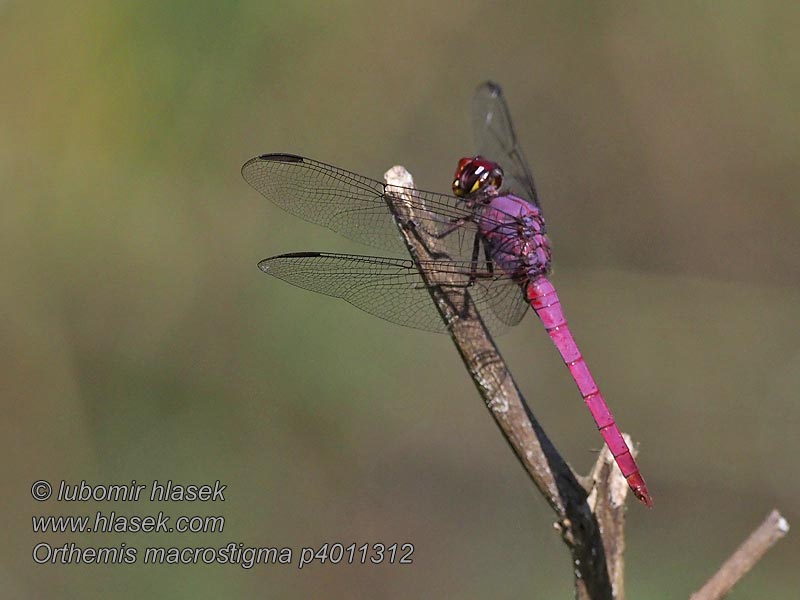 Orthemis macrostigma