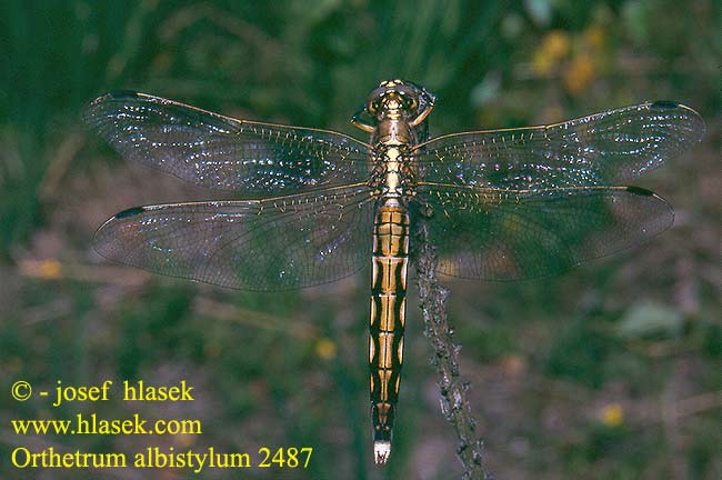 Orthetrum albistylum Zuidelijke oeverlibel Lecicha białoznaczna Östlicher Blaupfeil Vážka bělořitná Прямобрюх белохвостый Рівночеревець білохвостий White-tailed Skimmer Temni modrač シオカラトンボ Fehér pásztor