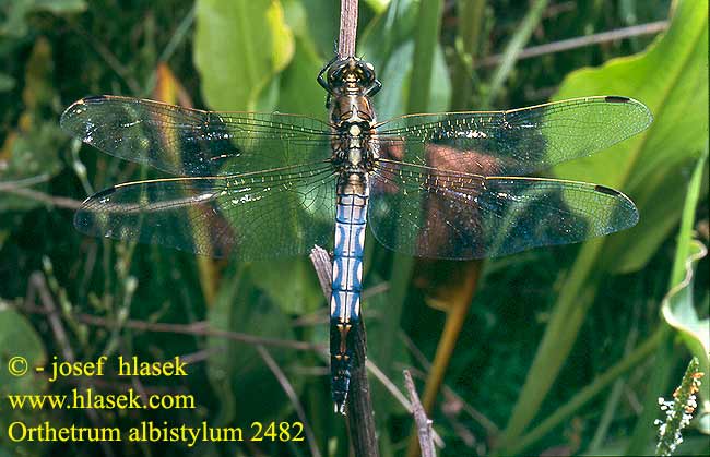 Orthetrum albistylum Vážka bělořitná Прямобрюх белохвостый Рівночеревець білохвостий White-tailed Skimmer Temni modrač シオカラトンボ Fehér pásztor Zuidelijke oeverlibel Lecicha białoznaczna Östlicher Blaupfeil