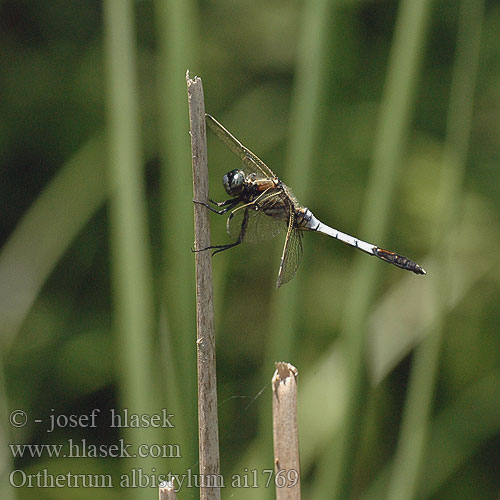 Orthetrum albistyllum Zuidelijke oeverlibel Lecicha białoznaczna Östlicher Blaupfeil vážka bělořitná Прямобрюх белохвостый Рівночеревець білохвостий White-tailed Skimmer