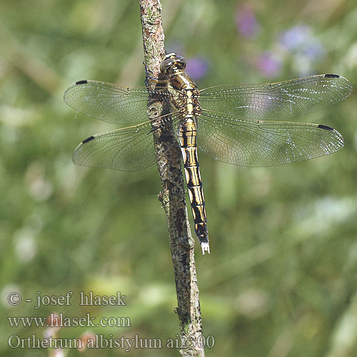 Orthetrum albistyllum Östlicher Blaupfeil vážka bělořitná Прямобрюх белохвостый Рівночеревець білохвостий White-tailed Skimmer