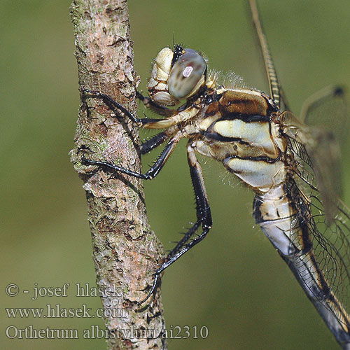 Orthetrum albistyllum Прямобрюх белохвостый Рівночеревець білохвостий White-tailed Skimmer Zuidelijke oeverlibel Lecicha białoznaczna Östlicher Blaupfeil vážka bělořitná