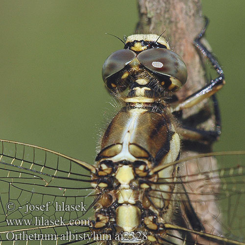 Orthetrum albistyllum Рівночеревець білохвостий White-tailed Skimmer Zuidelijke oeverlibel Lecicha białoznaczna Östlicher Blaupfeil vážka bělořitná