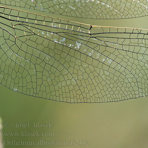 Orthetrum albistyllum White-tailed Skimmer Zuidelijke oeverlibel Lecicha białoznaczna Östlicher Blaupfeil vážka bělořitná Прямобрюх белохвостый Рівночеревець білохвостий