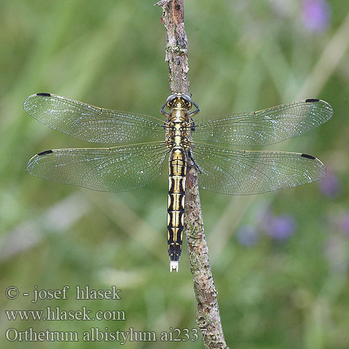 Orthetrum albistyllum Lecicha białoznaczna Östlicher Blaupfeil vážka bělořitná Прямобрюх белохвостый Рівночеревець білохвостий