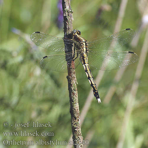 Orthetrum albistyllum vážka bělořitná Прямобрюх белохвостый Рівночеревець білохвостий White-tailed Skimmer Zuidelijke oeverlibel Lecicha białoznaczna Östlicher Blaupfeil