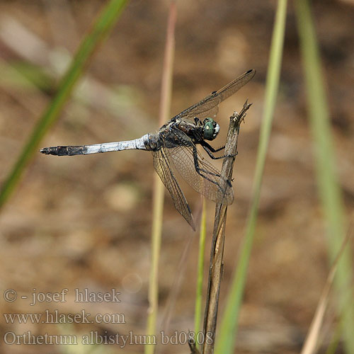 Orthetrum albistylum bd0808