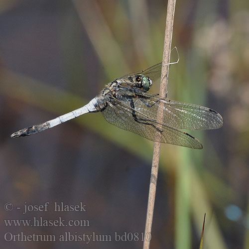 Прямобрюх белохвостый Рівночеревець білохвостий White-tailed Skimmer Temni modrač シオカラトンボ Fehér pásztor Orthetrum albistylum Zuidelijke oeverlibel Lecicha białoznaczna Östlicher Blaupfeil Vážka bělořitná