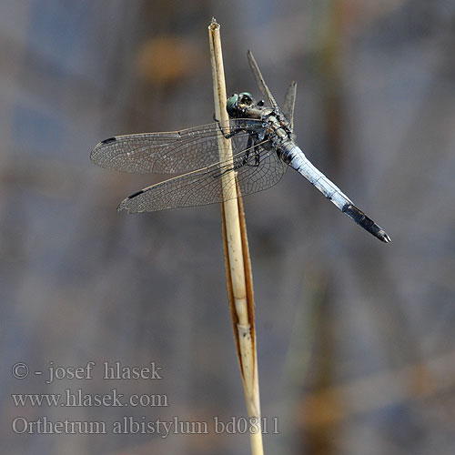 Рівночеревець білохвостий White-tailed Skimmer Temni modrač シオカラトンボ Fehér pásztor Orthetrum albistylum Zuidelijke oeverlibel Lecicha białoznaczna Östlicher Blaupfeil Vážka bělořitná Прямобрюх белохвостый