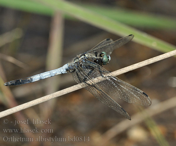 White-tailed Skimmer Temni modrač シオカラトンボ Fehér pásztor Orthetrum albistylum Zuidelijke oeverlibel Lecicha białoznaczna Östlicher Blaupfeil Vážka bělořitná Прямобрюх белохвостый Рівночеревець білохвостий