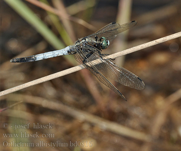 Orthetrum albistylum bd0816