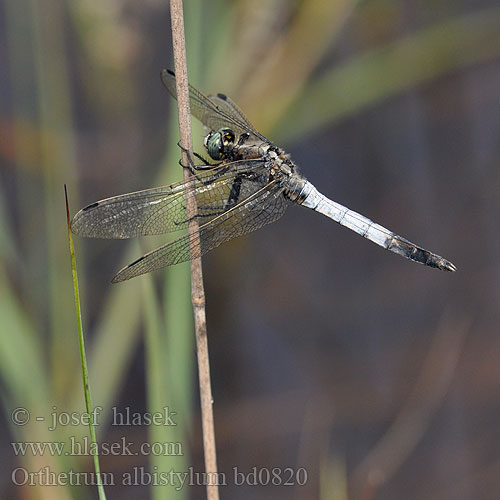 Orthetrum albistylum bd0820