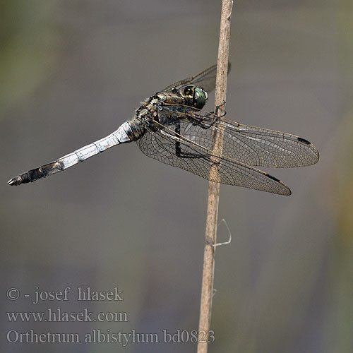 Orthetrum albistylum bd0823