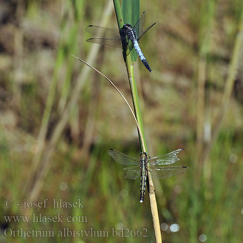 Orthetrum albistylum bd2662