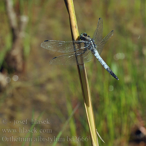 Orthetrum albistylum bd2666