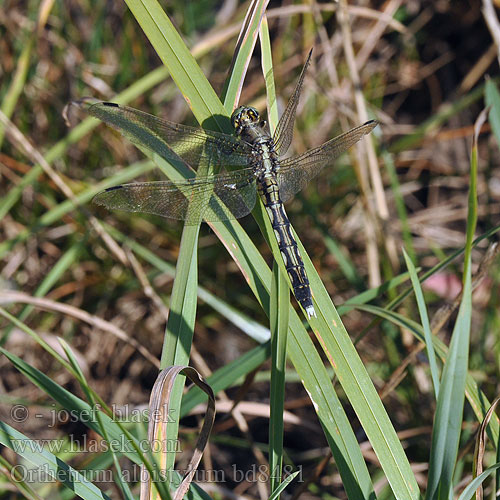 Orthetrum albistylum bd8481