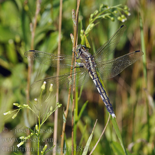 Orthetrum albistylum bd8504