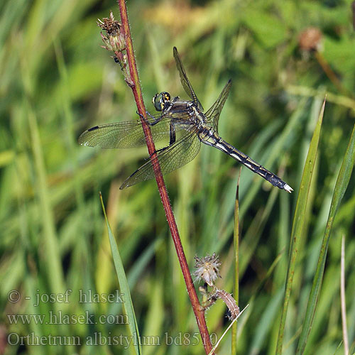 Orthetrum albistylum bd8510