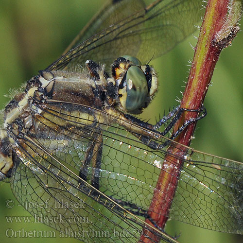 Прямобрюх белохвостый Рівночеревець білохвостий White-tailed Skimmer Temni modrač シオカラトンボ Fehér pásztor Orthetrum albistylum Zuidelijke oeverlibel Orthétrum stylets blancs Lecicha białoznaczna Östlicher Blaupfeil Vážka bělořitná