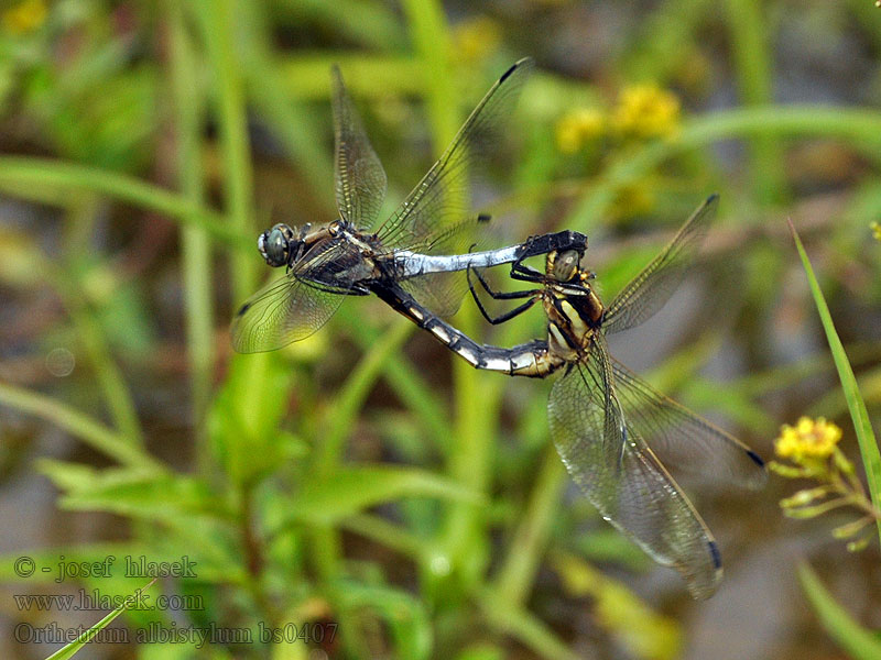 Zuidelijke oeverlibel Orthetrum albistylum