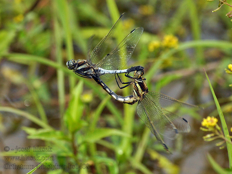 Lecicha białoznaczna Orthetrum albistylum