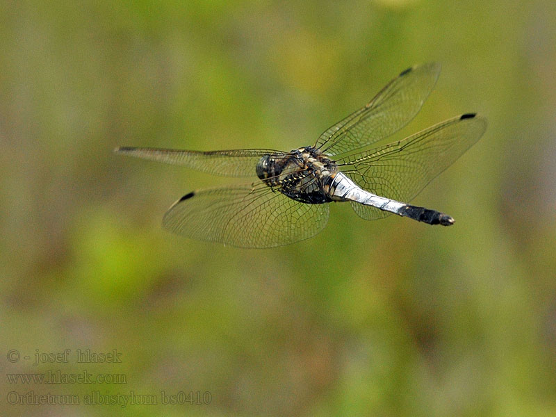 Östlicher Blaupfeil Orthetrum albistylum