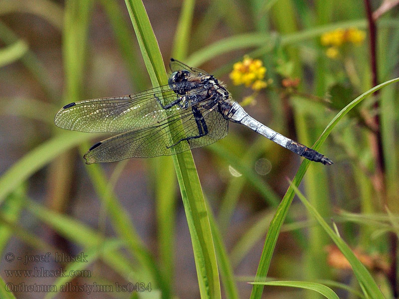 Vážka bělořitná Orthetrum albistylum