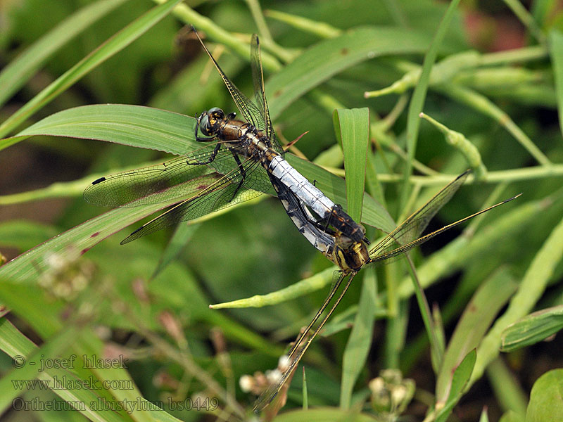 Прямобрюх белохвостый Orthetrum albistylum