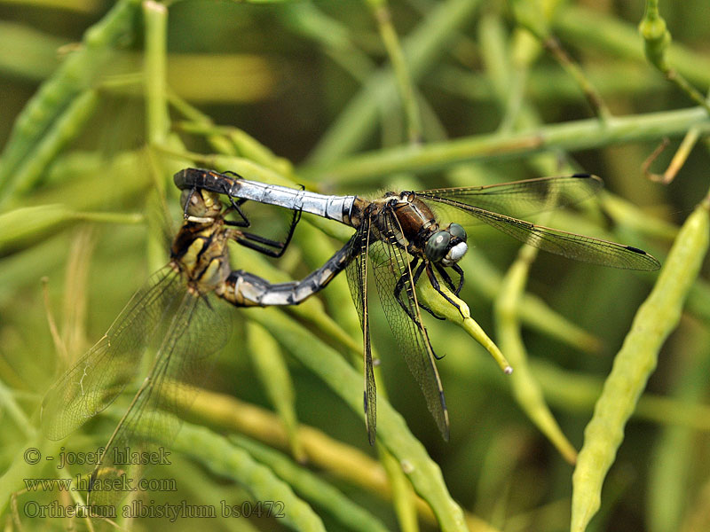 Рівночеревець білохвостий Orthetrum albistylum