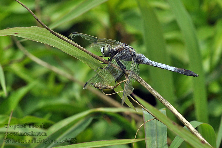 White-tailed Skimmer Orthetrum albistylum