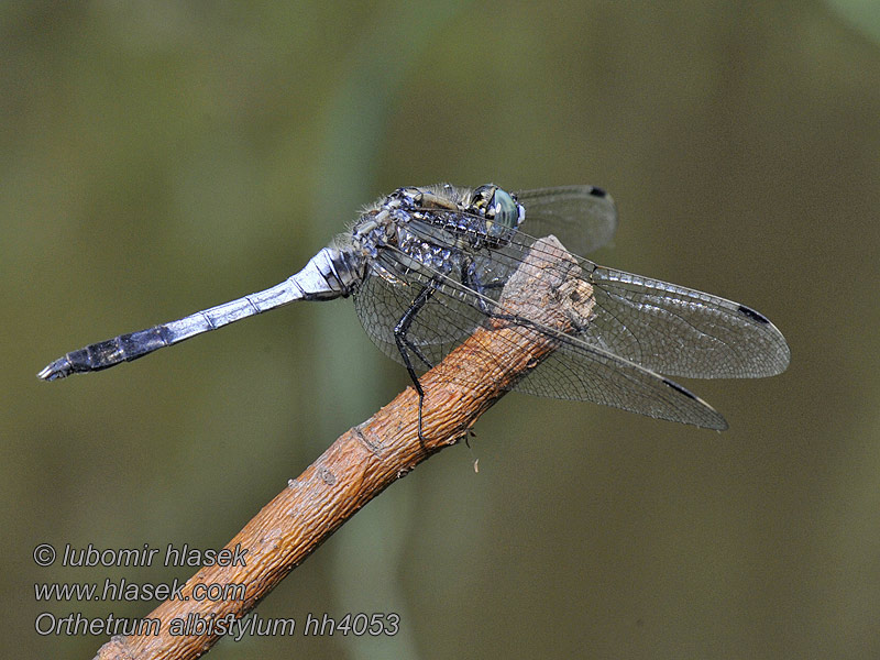 Temni modrač Orthetrum albistylum