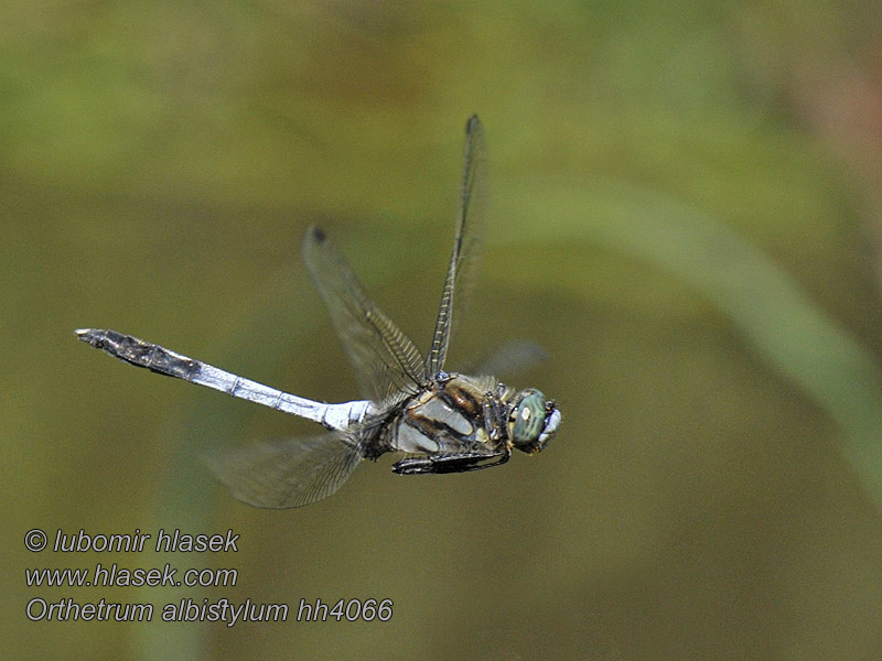 シオカラトンボ Orthetrum albistylum