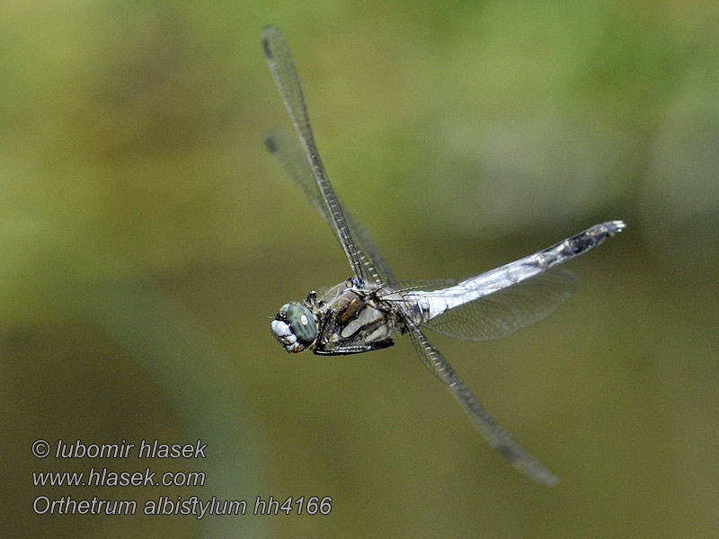 Fehér pásztor Orthetrum albistylum