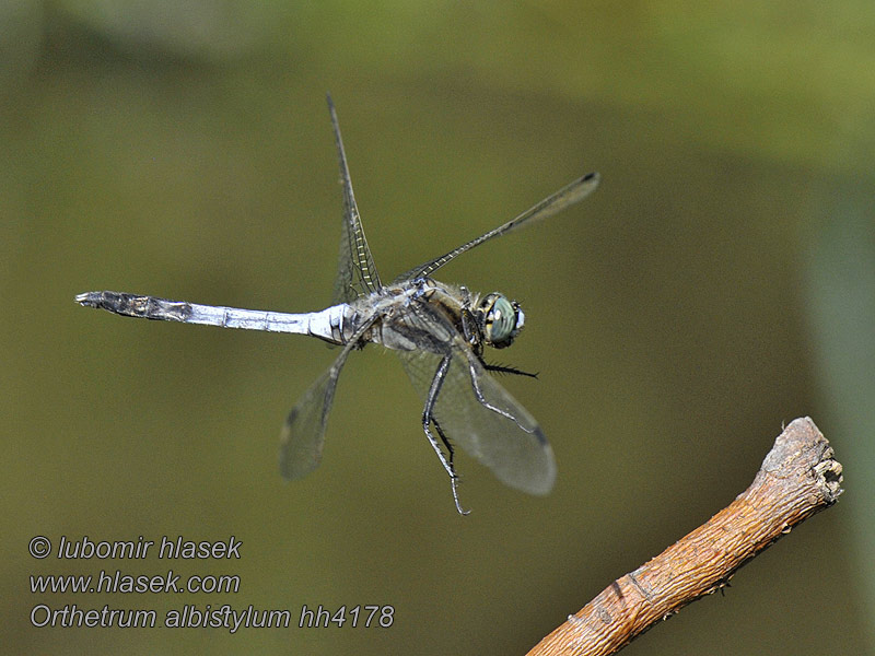 Orthétrum stylets blancs Orthetrum albistylum