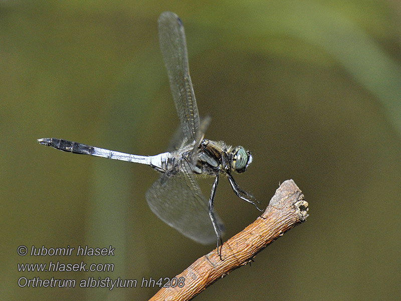 Vážka bělořitná Orthetrum albistylum