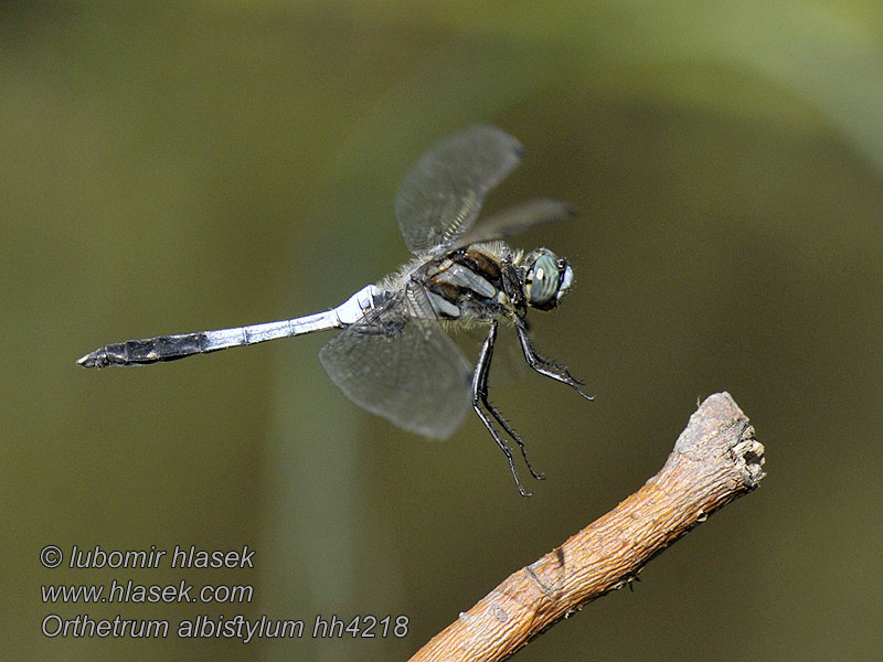 Vážka bělořitná Orthetrum albistylum