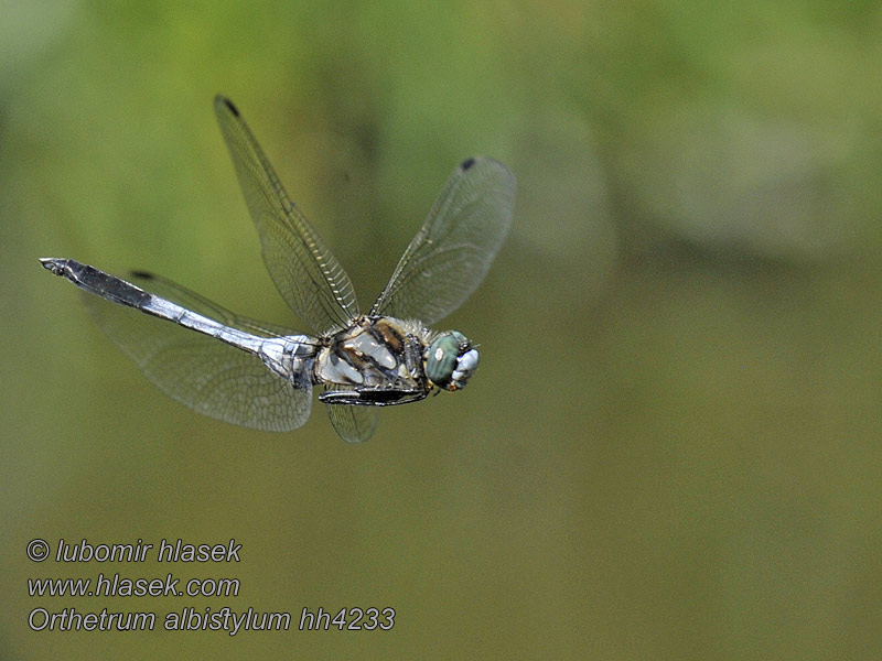 Vážka bělořitná Orthetrum albistylum