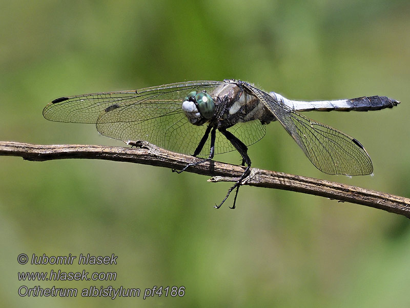 Orthetrum albistylum