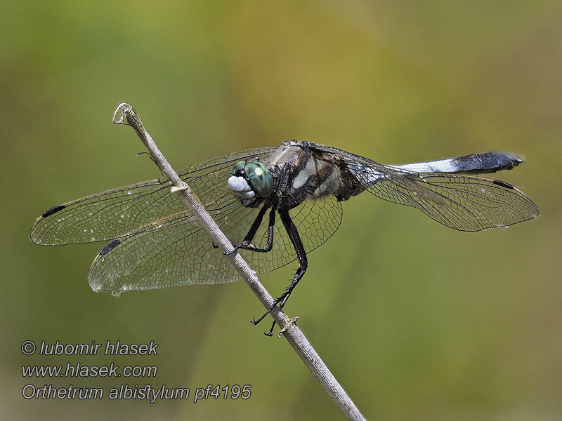 Orthetrum albistylum