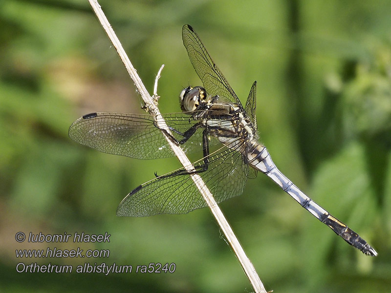 Orthetrum albistylum