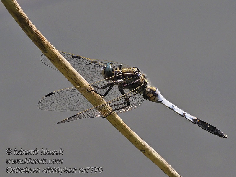 Orthetrum albistylum