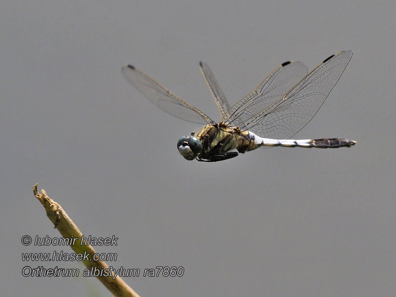 Orthetrum albistylum