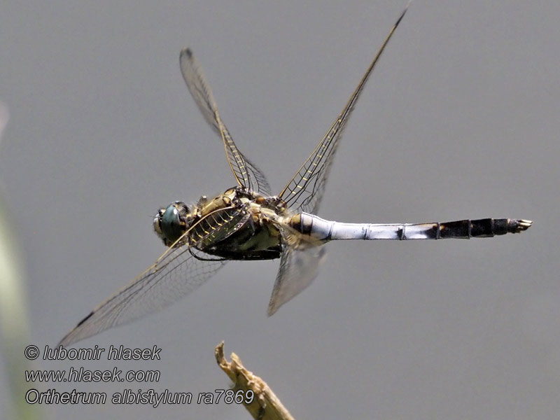 Orthetrum albistylum