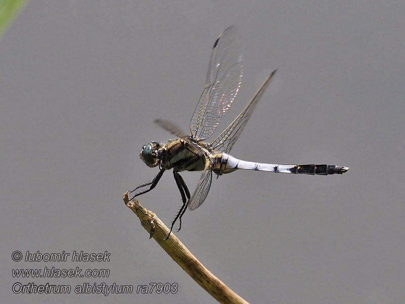 Orthetrum albistylum